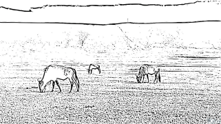 wildebeest Mapeji Anodhindwa Emavara